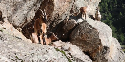 Parco Nazionale Gran Paradiso: dal Rifugio Mila (1583 m) al Col di Nel (2550 m) - 01-09-2019 ESCURSIONISMO ESTIVO 