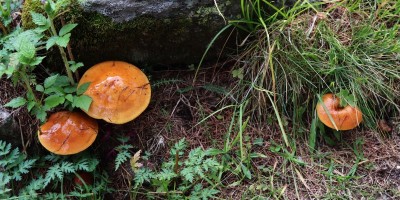 Parco Nazionale Gran Paradiso: dal Rifugio Mila (1583 m) al Col di Nel (2550 m) - 01-09-2019 ESCURSIONISMO ESTIVO 