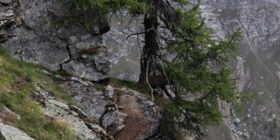 Parco Nazionale Gran Paradiso: dal Rifugio Mila (1583 m) al Col di Nel (2550 m) - 01-09-2019 ESCURSIONISMO ESTIVO 