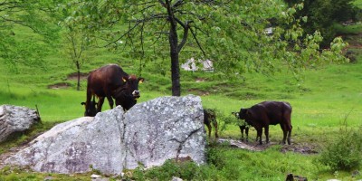 Chiot dla Sella - 26-05-2019 ESCURSIONISMO ESTIVO 