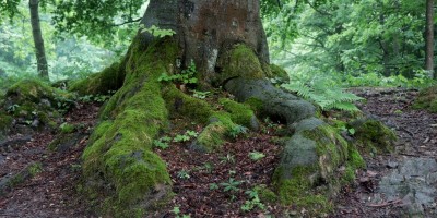 Passo del Duca (1989 m) – Valle Pesio – Gita in collaborazione con la SottoSezione  GEAT  - 09-06-2019 ESCURSIONISMO ESTIVO 