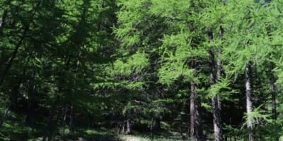 Poggio Tre Croci (2177 m) e fortificazioni B3 e B4 (2300 m) - Valle di Susa (***) - 16-06-2019 ESCURSIONISMO ESTIVO 