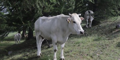 Traversata dalla Val Chisone alla Val Susa - 29-06-2019 ESCURSIONISMO ESTIVO 