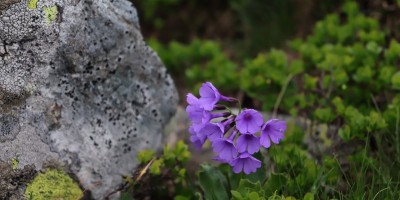 Traversata dalla Val Chisone alla Val Susa - 29-06-2019 ESCURSIONISMO ESTIVO 