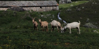 Traversata dalla Val Chisone alla Val Susa - 29-06-2019 ESCURSIONISMO ESTIVO 