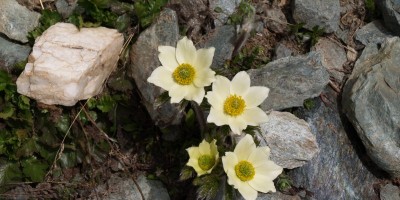 TRAVERSATA DA VALLE DI COGNE A VALLE DI CHAMPORCHER PER LA FINESTRA DI CHAMPORCHER - 08-07-2017 ESCURSIONISMO ESTIVO 