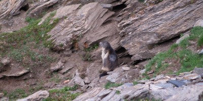 TRAVERSATA DA VALLE DI COGNE A VALLE DI CHAMPORCHER PER LA FINESTRA DI CHAMPORCHER - 08-07-2017 ESCURSIONISMO ESTIVO 