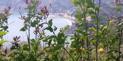 CINQUE TERRE - Sentiero Azzurro -
da CORNIGLIA a MONTEROSSO AL MARE
 - 23-04-2017 ESCURSIONISMO ESTIVO 