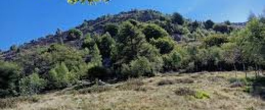 grisoni.jfif
