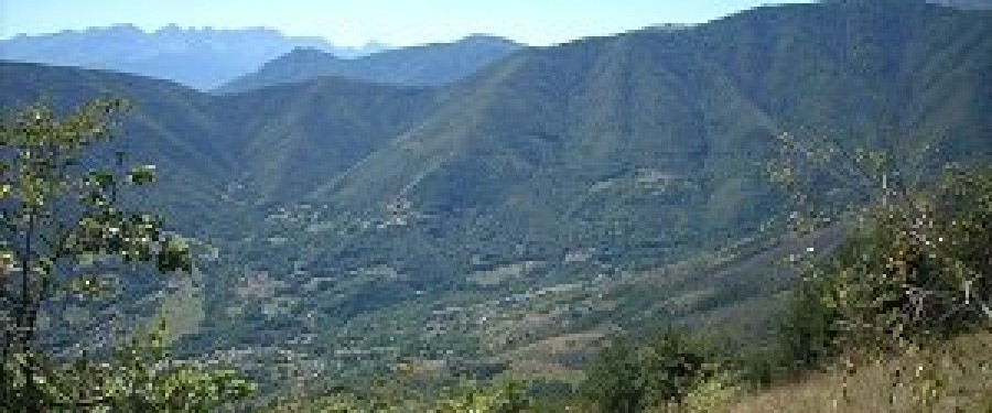 roselli.jpg